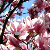 Pink magnolias