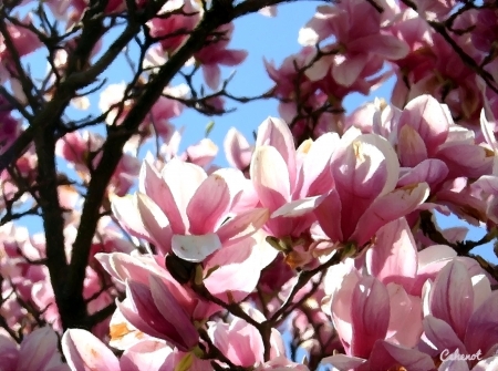 Pink magnolias - by cehenot, blue, spring, flower, pink, cehenot, pictura, magnolia, art