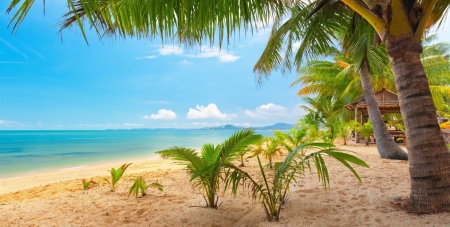 paradise - ocean, beach, tree, palm