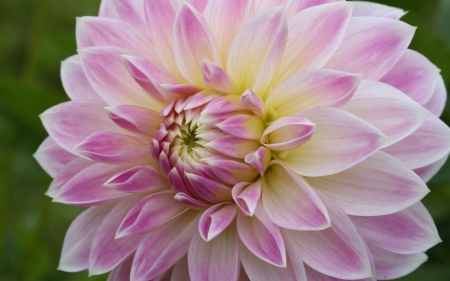 Beautiful Flower - nature, flower, petals, pink