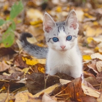 Blue Eyes Kitty