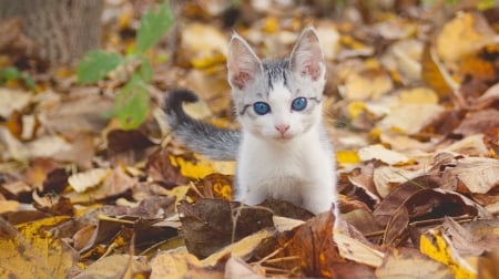 Blue Eyes Kitty - autumn, cat, baby, kitty, leaves, animal, kitten