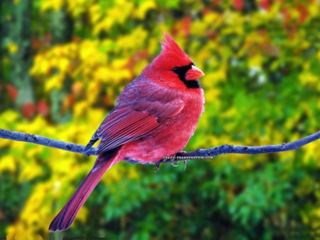 Red Cardinal - cardinal, trees, birds, branch, nature, forest