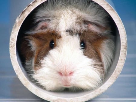 Guinea Pig - guinea pig, funny, cute, rodent