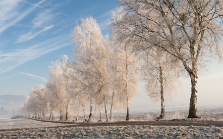 Winter Road - trees, frost, winter, birches, road