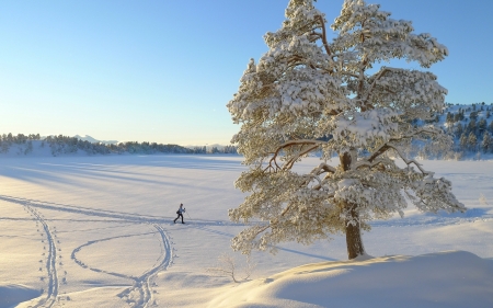 Winter Scene - winter, skier, snow, field, tree