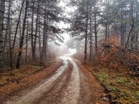 mystic forests in butovc - Kosovo, Prishtina, Mystic, Butovc