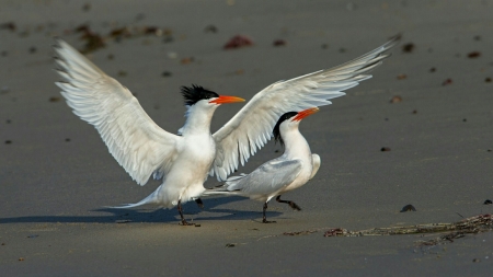 Common Tern - wildlife, beak, feather, wings, animal, birds