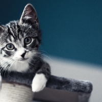 Curios Little Cat