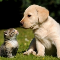 Labrador Retriever Puppy with a Kitten