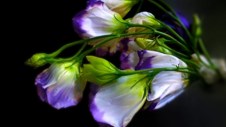 Lovely Bouquet - white, nature, macro, petals, flowers, bouquet