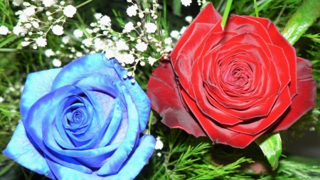 Two Beauties - nature, purple, macro, roses, red, petals, bouquet, flowers