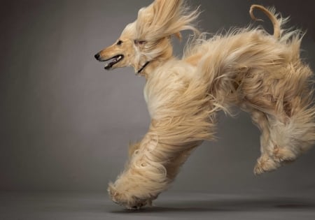 Dog - jump, animal, caine, wind, dog