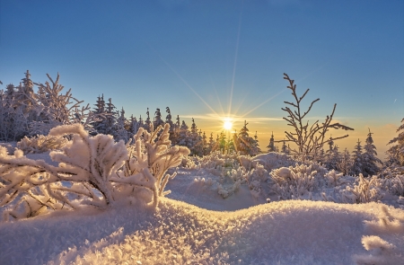 Winter Sun - clouds, sunrays, trees, winter, rays, snow, sun, sky