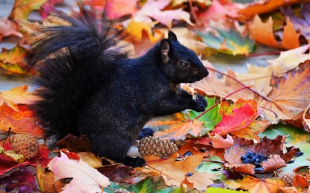 Squirrels - squirrels, animals, leaves, nature, black squirrels