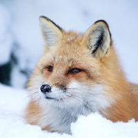 Red Fox in the Snow