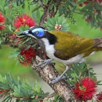 Beautiful Bird on the Branch