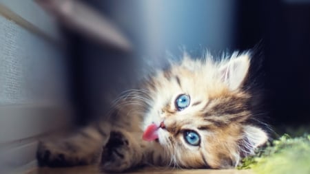 Cute Kitten - fluffy, animal, kitten, cute, eyes, tongue, cat