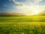 Spring Sunlight in the Field