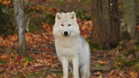 Canadian Timberwolf - white, nature, predator, trees, nordic, forest, leaves