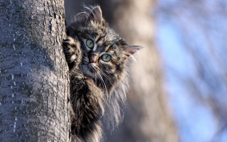 Kitten - paw, cat, animal, tree, pisica, kitten