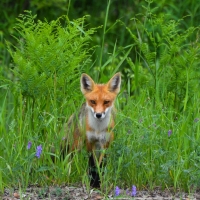 Red Fox