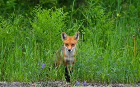 Red Fox - fox, red fox, flowers, foliage, ferns