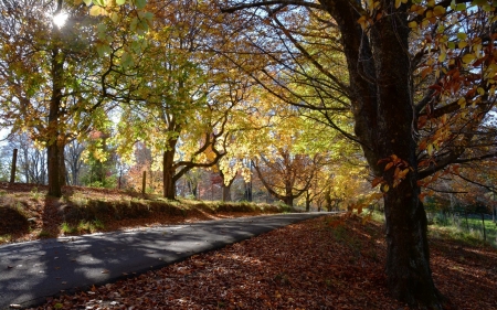 Autumn Road - nature, autumn, trees, road