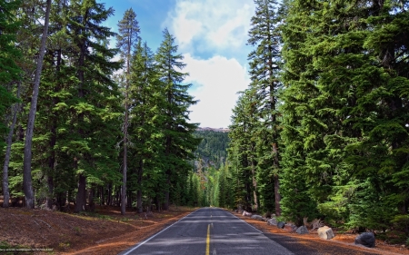 Road through the Forest - nature, forest, trees, road