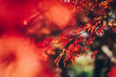 Maple Leaves - Japanese, Photography, Tree, Nature