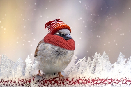 Staying Warm - hat, bird, sparrow, winter, scarf, snowing, snow