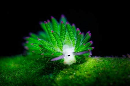 Nudibranchia - white, summer, animal, pink, nudibranchia, sea, green, underwater