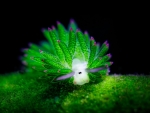 Nudibranchia