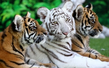 Tiger cubs - cub, tigru, white, trio, animal, orange, green, cute, tiger