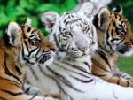 Tiger cubs