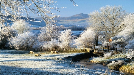 Clear Winter Day - sheep, ice, trees, snow, mountains, bridge, creek