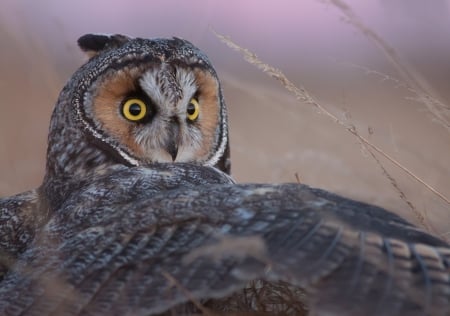 Long-eared owl - owl, bird, wing, pasare, bufnita, feather