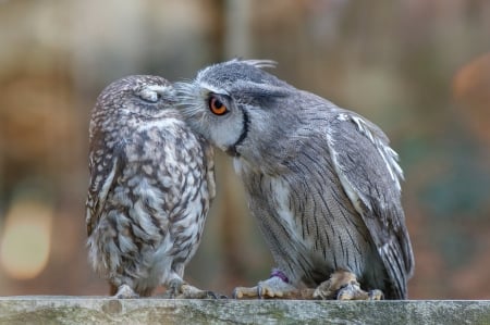 Owls - pasare, bird, kiss, cute, baby, owl, bufnita, couple