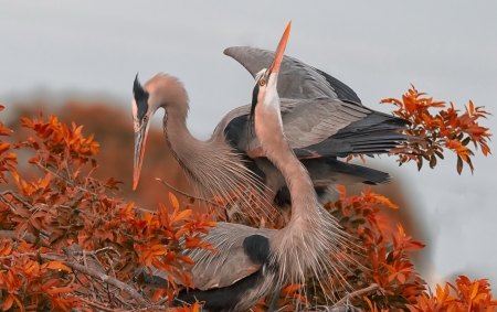 Cranes - bird, autumn, cranes, pasare, orange, leaf, couple