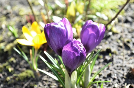 Spring is coming - blossoms, purple, yellow, crocus