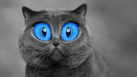 :D - surprised, blue, amazed, eyes, cat, pisica, grey, animal, funny, face