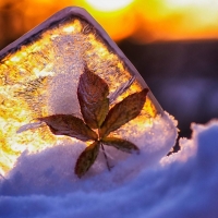 Frozen leaf on the Ice