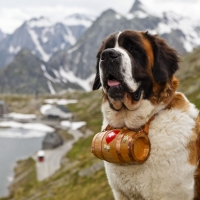 saint bernard