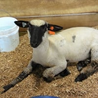 A Sweet County Fair Sheep : )