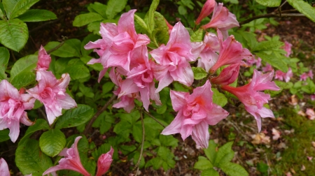 Azalea - Azalea, Pink, Flower, Nature