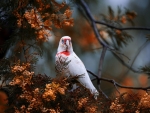 Nosed cockatoo