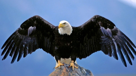 Bald Eagle Spread Wings