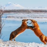 Foxes