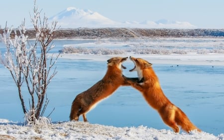 Foxes - fox, couple, iarna, blue, animal, winter, vulpe