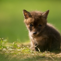 Fox cub